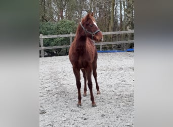 American Quarter Horse, Mare, 1 year, 14,3 hh, Chestnut-Red