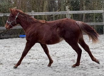 American Quarter Horse, Mare, 1 year, 14,3 hh, Chestnut-Red