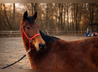 American Quarter Horse, Mare, 3 years, 13,2 hh, Brown