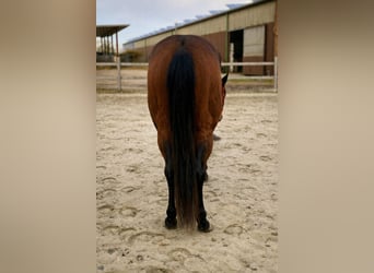 American Quarter Horse, Mare, 3 years, 13,2 hh, Brown