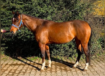 American Quarter Horse, Mare, 4 years, 14,1 hh, Brown