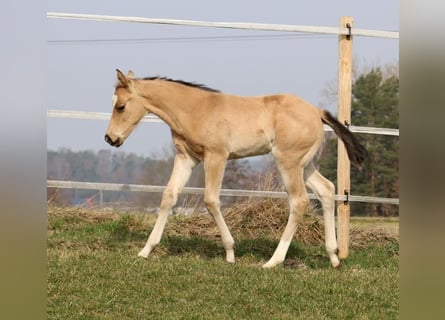 American Quarter Horse, Mare, Foal (02/2026), Buckskin