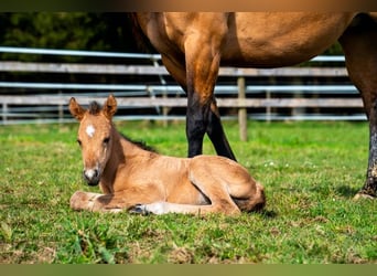 American Quarter Horse, Stallion, 1 year, 14,2 hh, Buckskin
