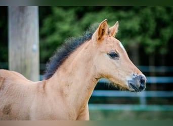 American Quarter Horse, Stallion, 1 year, 14,2 hh, Buckskin