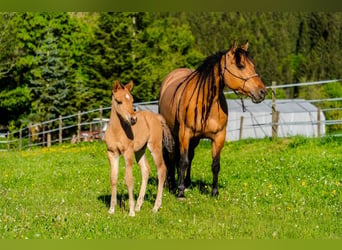American Quarter Horse, Stallion, 1 year, 14,2 hh, Buckskin