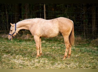 American Quarter Horse, Stallion, 2 years, 14,3 hh, Dunalino