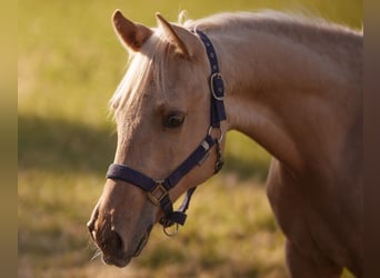 American Quarter Horse, Stallion, 2 years, 14,3 hh, Dunalino
