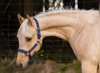 American Quarter Horse, Stallion, 2 years, 14,3 hh, Dunalino