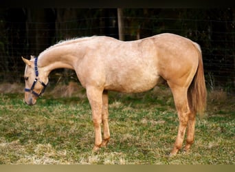 American Quarter Horse, Stallion, 2 years, 14,3 hh, Dunalino