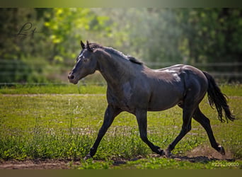 American Quarter Horse, Stallion, 23 years, 14,2 hh, Black