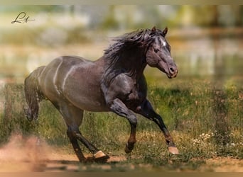 American Quarter Horse, Stallion, 23 years, 14,2 hh, Black