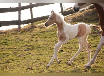 Arabian Partbred, Mare, Foal (02/2026), 15 hh, Palomino
