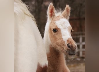 Arabian Partbred, Mare, Foal (02/2026), 15 hh, Palomino
