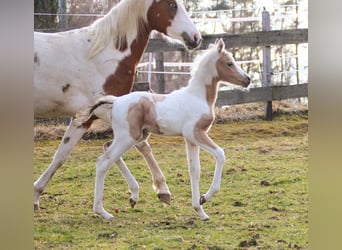Arabian Partbred, Mare, Foal (02/2026), 15 hh, Palomino