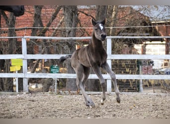 Arabian Partbred, Mare, Foal (03/2026), 15,1 hh, Black