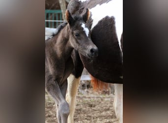 Arabian Partbred, Mare, Foal (03/2026), 15,1 hh, Black
