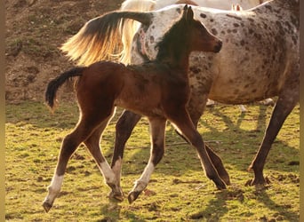 Arabian Partbred, Mare, Foal (02/2026), 15,2 hh, Brown
