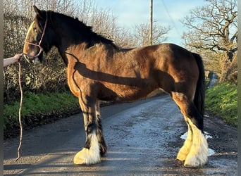 Shire Mare