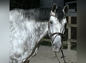 Charlie-Blue RDH