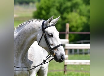 Belgian Sport Horse, Stallion, Foal (03/2026)