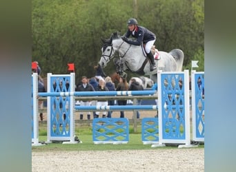Belgian Sport Horse, Stallion, Foal (03/2026)