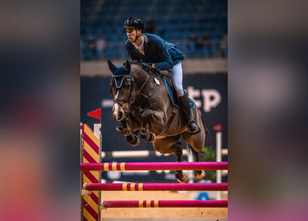 Belgian Warmblood, Gelding, 15 years, 16 hh, Brown