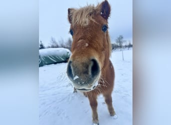 PÜPPI