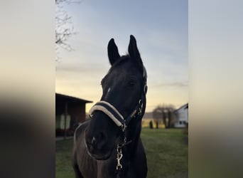 Cantona