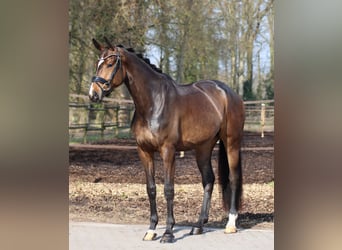 Danish Warmblood, Mare, 4 years, 17 hh, Bay-Dark