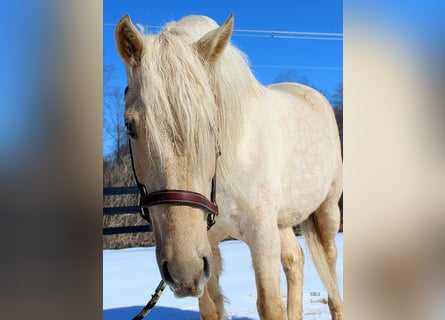 Draft Horse, Gelding, 6 years, 15,3 hh, Palomino