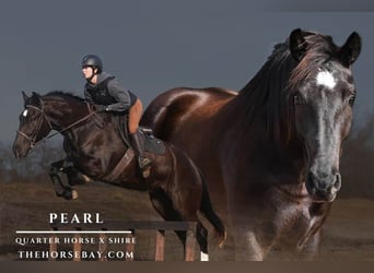 Draft Horse, Mare, 4 years, 15,2 hh, Black, in Stockdale, TX