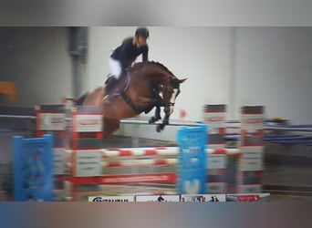 QUIDAM´S SAFIRA