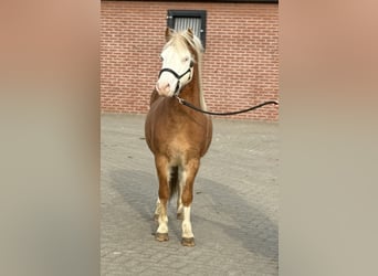 Befäl
