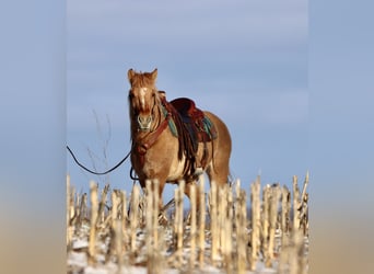 Fjord Horses Mix, Mare, 4 years, 15,1 hh, Red Dun