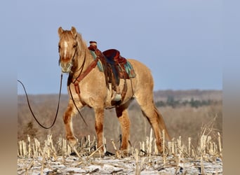 Fjord Horses Mix, Mare, 4 years, 15,1 hh, Red Dun