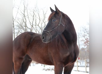 Friesian horses, Gelding, 5 years, 17 hh, Black