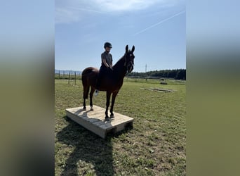 German Riding Pony, Gelding, 13 years, 14,1 hh, Brown