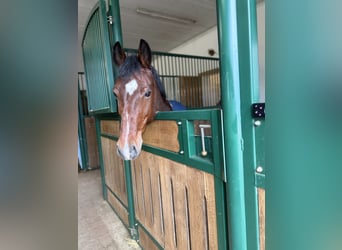 German Riding Pony, Gelding, 13 years, 14,1 hh, Brown