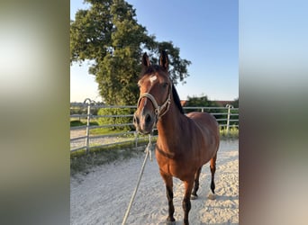 German Riding Pony, Gelding, 13 years, 14,1 hh, Brown