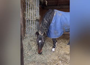German Riding Pony, Gelding, 13 years, 14,2 hh, Bay-Dark