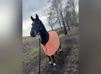German Riding Pony, Gelding, 13 years, 14,2 hh, Bay-Dark