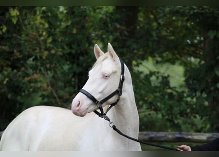 German Riding Pony, Gelding, 4 years, 14 hh, Grey