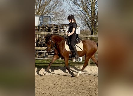 German Riding Pony, Gelding, 5 years, 14 hh, Brown