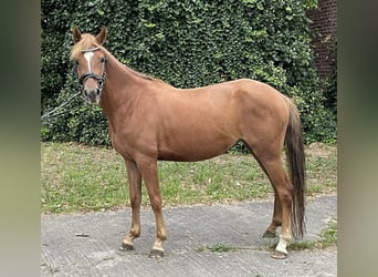 German Riding Pony, Mare, 5 years, 13,2 hh, Chestnut-Red