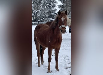 German Riding Pony, Mare, 5 years, 13,2 hh, Chestnut-Red