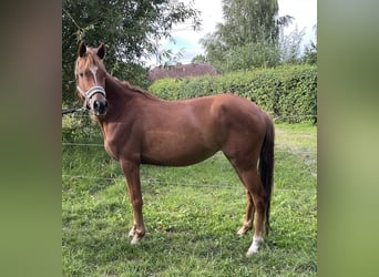 German Riding Pony, Mare, 5 years, 13,2 hh, Chestnut-Red