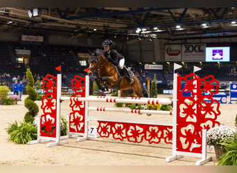 German Riding Pony, Stallion, 10 years, 14,1 hh, Brown
