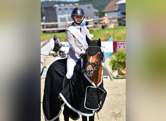 German Riding Pony, Stallion, 10 years, 14,1 hh, Brown