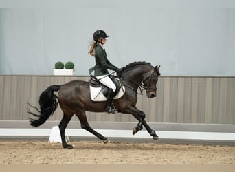 German Riding Pony, Stallion, 16 years, 14,1 hh, Brown