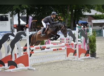 German Riding Pony, Stallion, 16 years, 14,1 hh, Brown